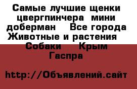 Самые лучшие щенки цвергпинчера (мини доберман) - Все города Животные и растения » Собаки   . Крым,Гаспра